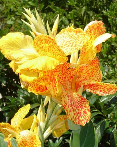 CANNA PICASSO 25 kusov